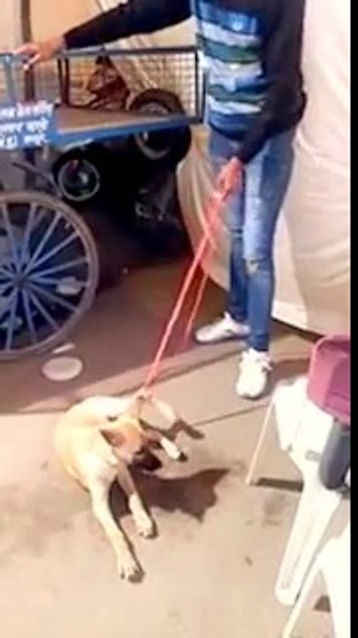 Funnnnnnnny man and Dog