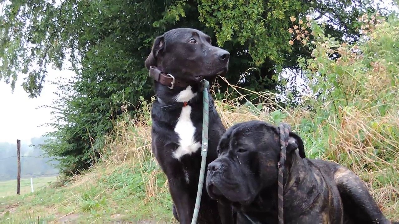 Le Rakuen promenades 2016-08 Jazz HD