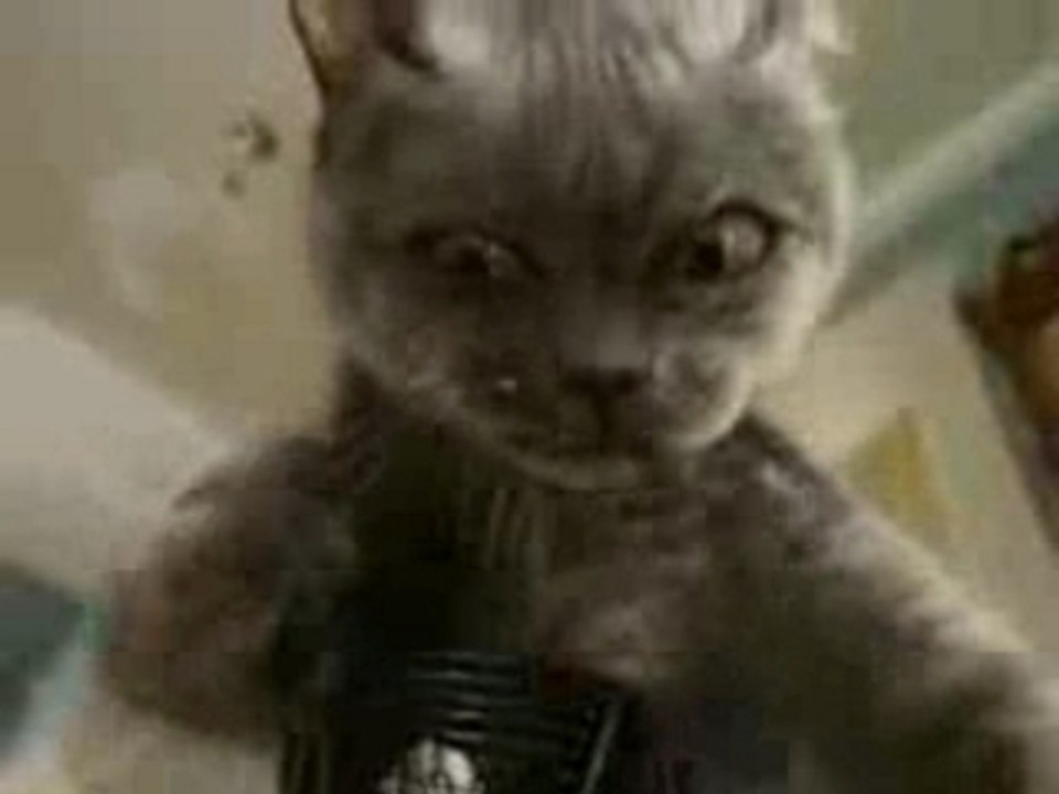 Cats and Dogs Trailer & full movie