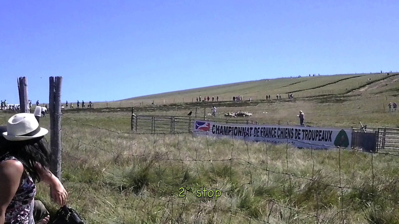 F'Cool beauceron au Championnat de France 2016 - 2/2