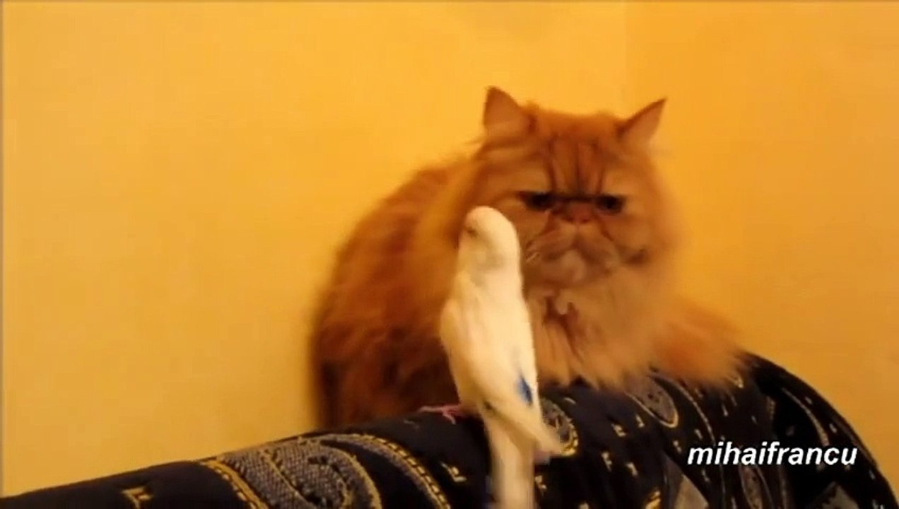 Katze und Papagai