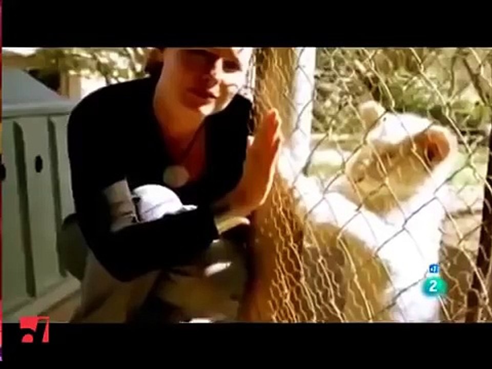 Documental de Animales REGRESO EL LEÓN BLANCO Documentales de animales en español