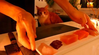Store Cat Food vs Homemade