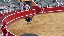 Mira lo que le pasó a estos dos toros tras chocar con sus cabezas