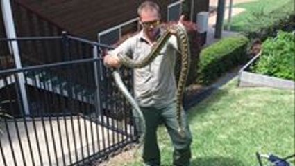 Huge, Angry Carpet Python Removed From Home