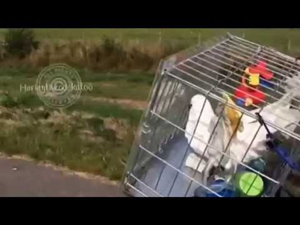 Cockatoo Loves Cycling With Dad