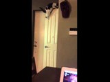 Fearless Feline Unexpectedly Leaps and Balances on Top of Open Door