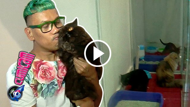 Demi Kucing Kesayangan, Uya Bangun 'Istana Kucing' - Cumicam 22 September 2016