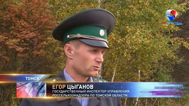 ОНФ: Леса Томской области атаковал сибирский шелкопряд