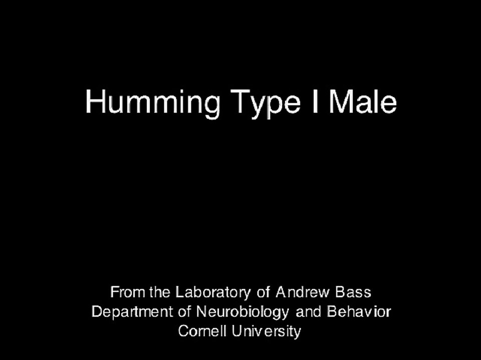 midshipman song