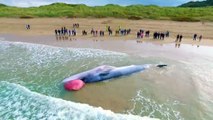 Cá voi khổng lồ trôi dạt vào bờ