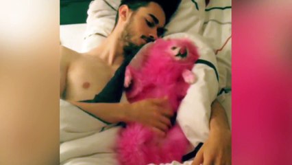 Chú chó bị nhuộm hồng gây phẫn nộ