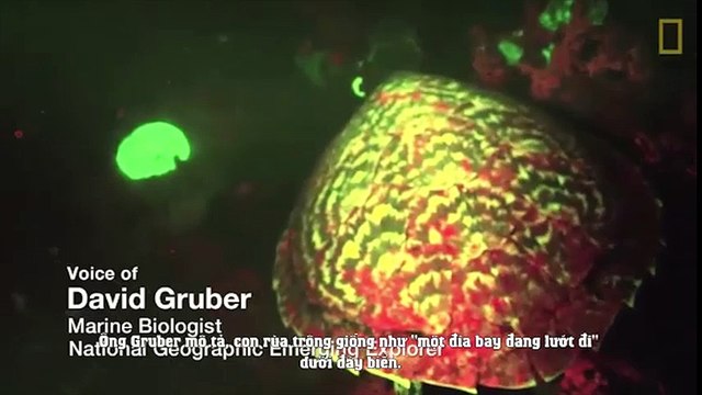 Phát hiện rùa biển tự phát sáng cực hiếm trên thế giới