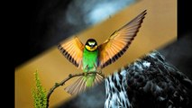 027_【面白い】【神秘的な鳥】世界の綺麗な鳥・美しい鳥まとめ画像！トリックアート・不思議映像・描き方の世界-パート3