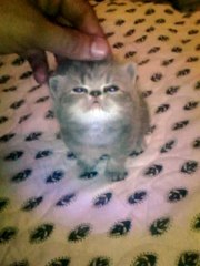 GATO HERMOSOS EN VENTA