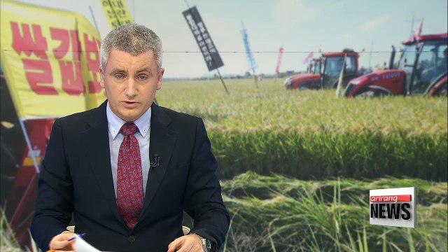 Local farmers struggling as rice prices tumble 10% amid oversupply