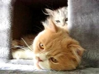 Que je patoune que je patoune