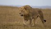 Ten Most Iconic Safari Animals In Africa