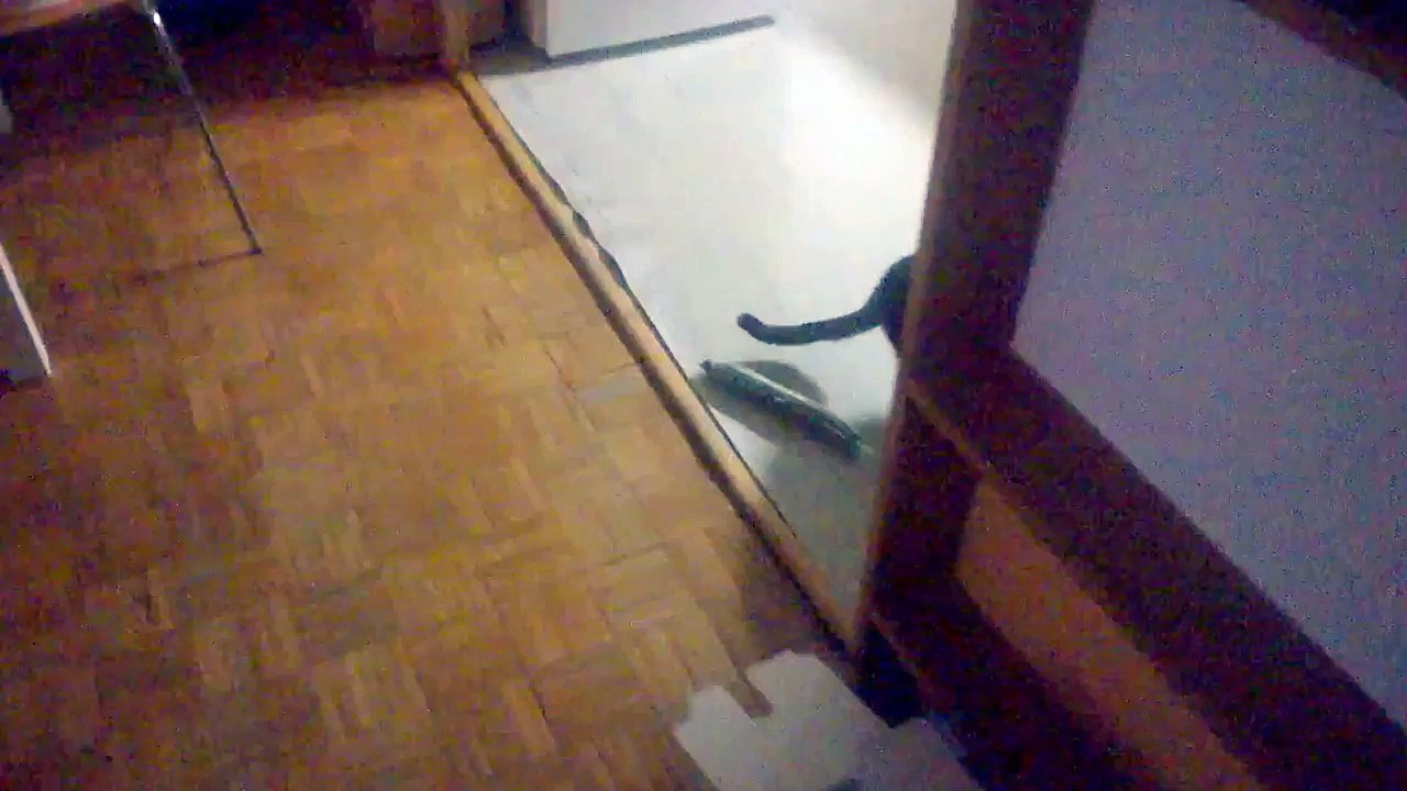 Cat and cucumber 001