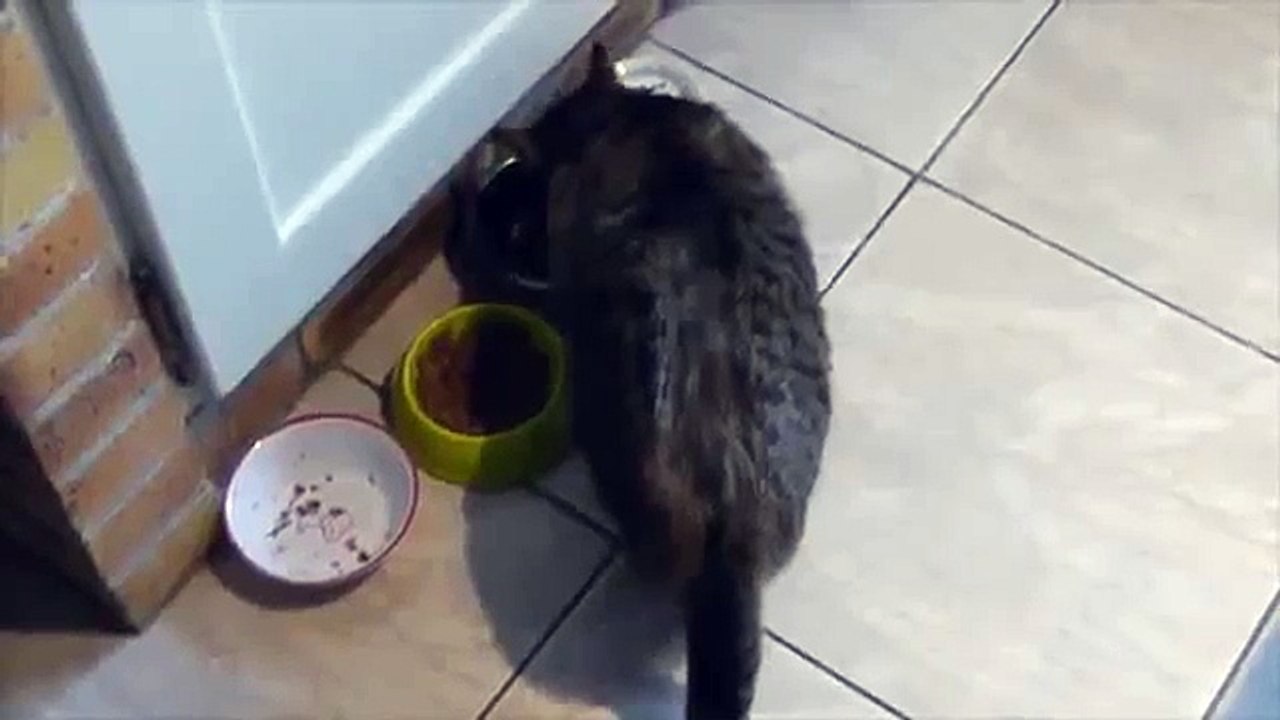 Cat doesnt give a shit about cucumber