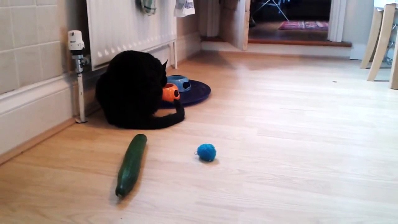 Cat 1, Cucumber 0