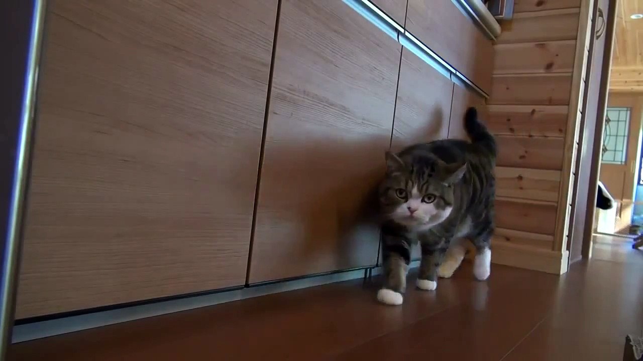 Cat calls older friend to the rescue