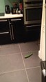 Cat freaks out at cucumber
