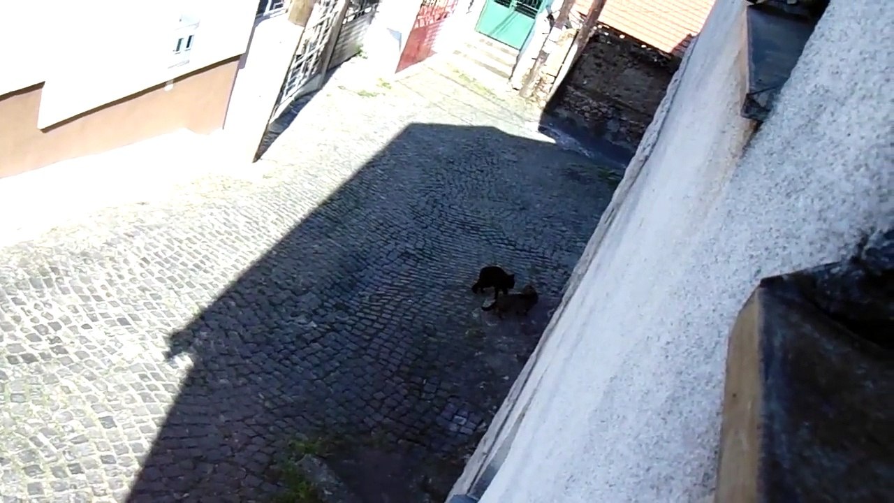 Cat Fight 2016