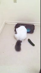 Cat Gets Scared By Cucumber