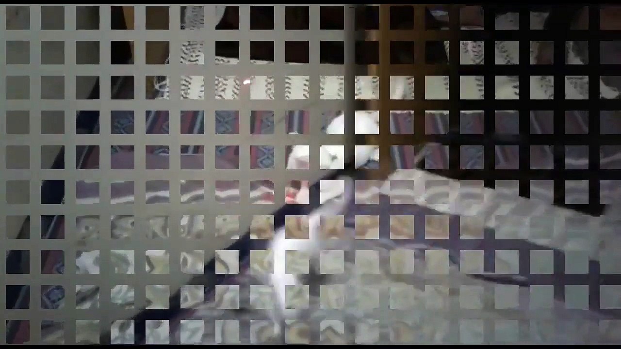 cat funny video