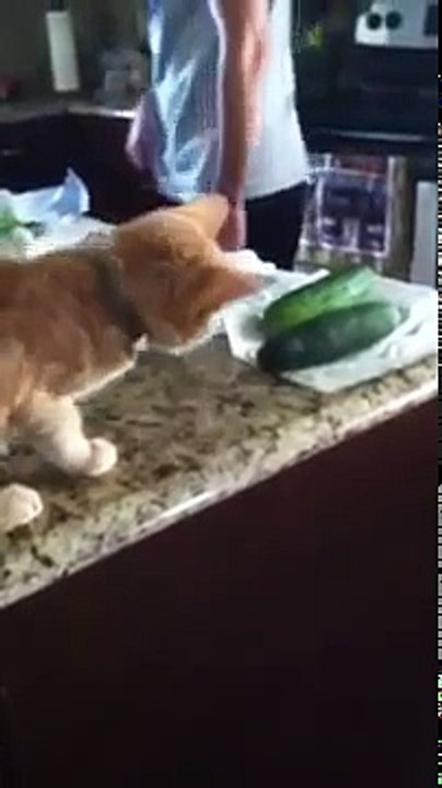 Cat VS Cucumber 002