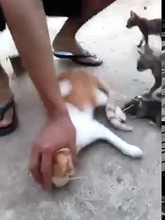Cat Stupid Funny Video