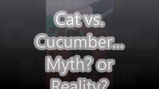 Cat v Cucumber