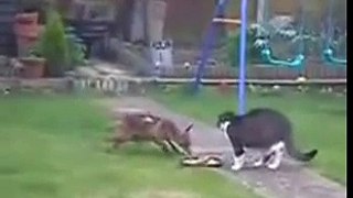 Cat vs Fox Fight 2016