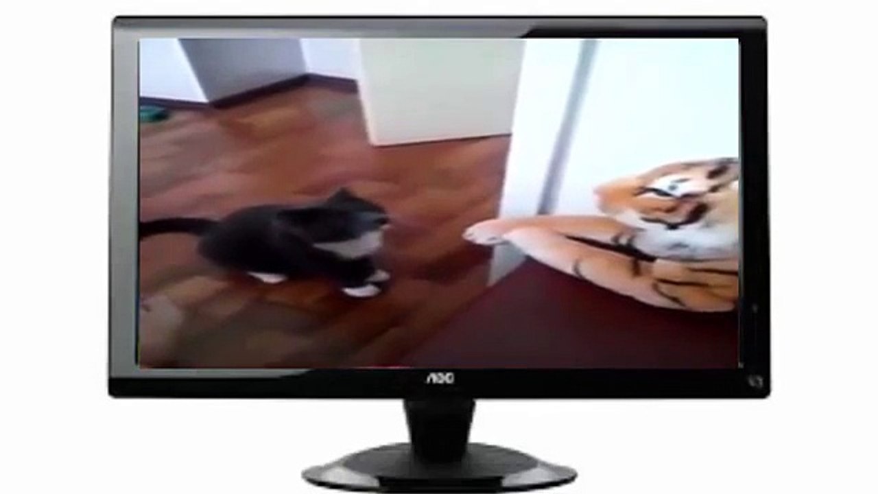 Cat vs Stuffed Tiger Funny Video 2016