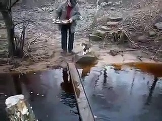 Cat walking on water Funny animal videos