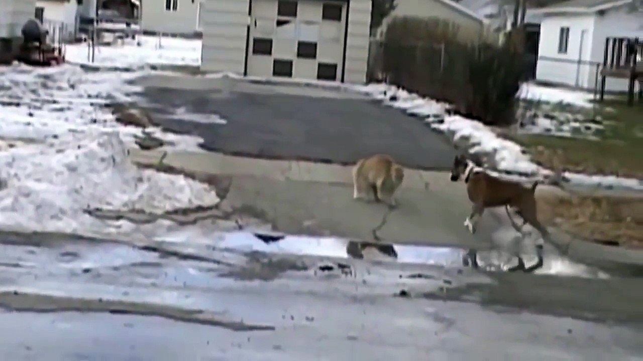 Cat vs Dog