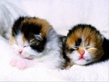 CATs #Cute #Cats #videos of cute #kittens 2016 #funny cat in kitten videos #Compilation 519