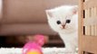 CATs #Cute #Cats #videos of cute #kittens 2016 #funny cat in kitten videos #Compilation 552