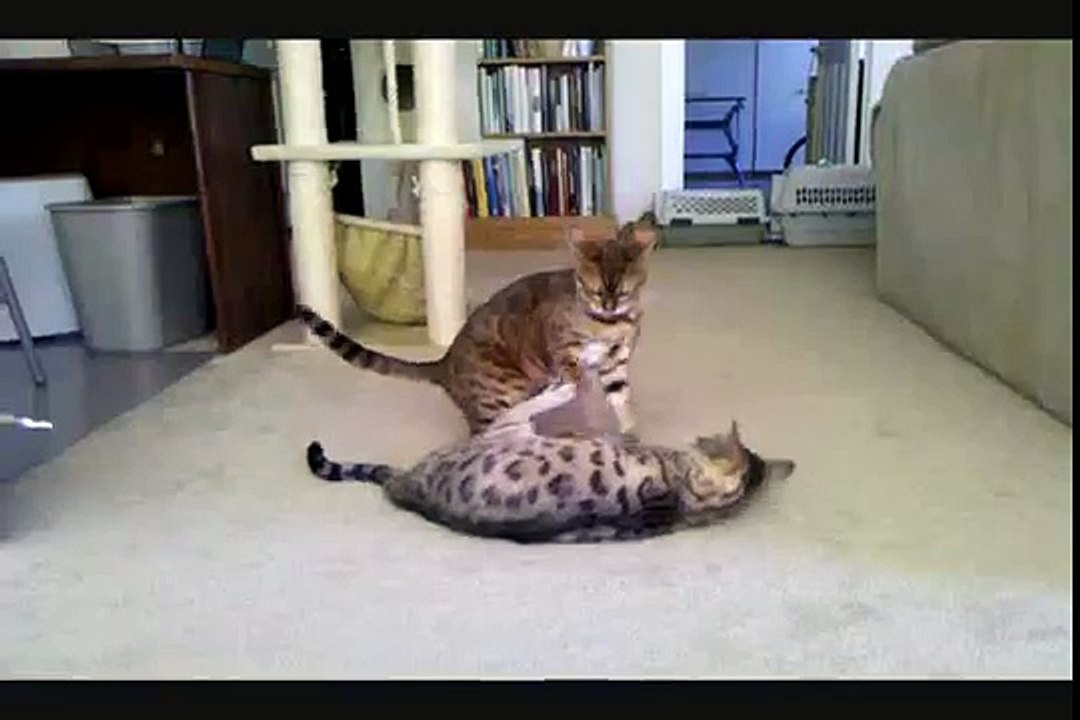 Cats fighting Engsub
