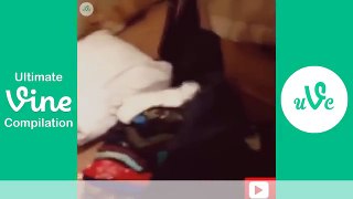 Cats Funny Compilation vines video MARCH 2016 lol Episode 20