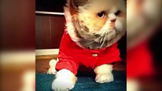 Cats dancing to music - funny cat dance compilation