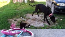 Great Dane And Kittens Make The Best Friends