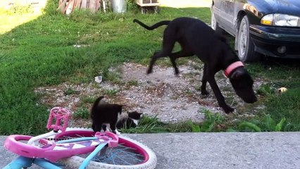Great Dane And Kittens Make The Best Friends