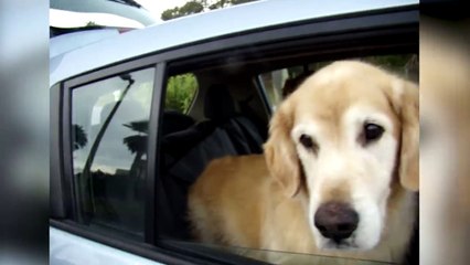 Golden Retrievers Learn Sharing Is Caring