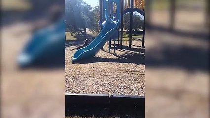 Chocolate Lab vs A Slippery Slide