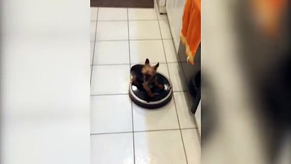 Cute Dog Gets A Ride From Roomba