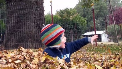 Dogs Loves Leaves Compilation