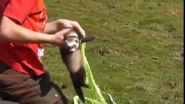 Cách bắt thỏ của người nước ngoài