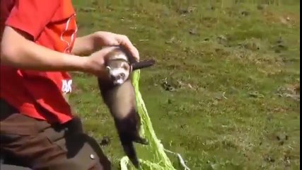 Cách bắt thỏ của người nước ngoài